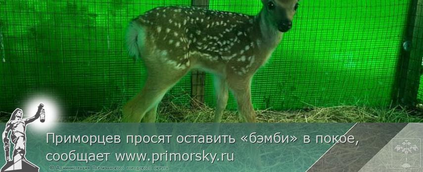 Приморцев просят оставить «бэмби» в покое, сообщает www.primorsky.ru | Администрация муниципального округа город Партизанск Приморского края Официальный сайт