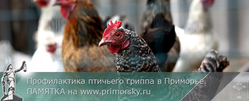 Профилактика птичьего гриппа в Приморье. ПАМЯТКА на www.primorsky.ru  | Администрация муниципального округа город Партизанск Приморского края Официальный сайт