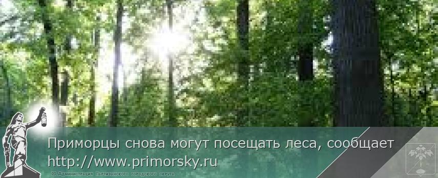 Приморцы снова могут посещать леса, сообщает http://www.primorsky.ru | Администрация муниципального округа город Партизанск Приморского края Официальный сайт Приморцы снова могут посещать леса, сообщает http://www.primorsky.ru | Администрация муниципального округа город Партизанск Приморского края Официальный сайт
