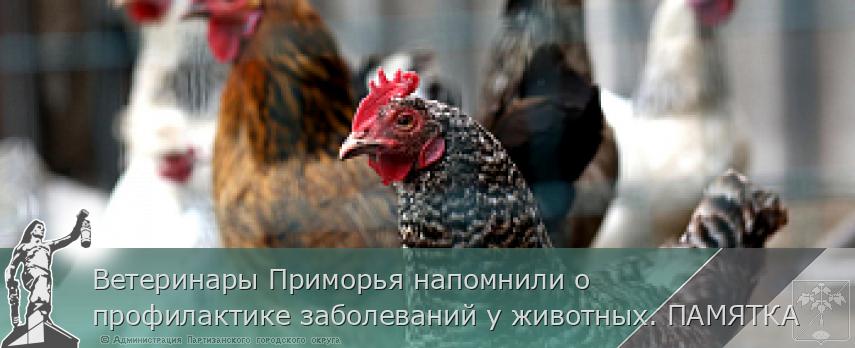 Ветеринары Приморья напомнили о профилактике заболеваний у животных. ПАМЯТКА | Администрация муниципального округа город Партизанск Приморского края Официальный сайт