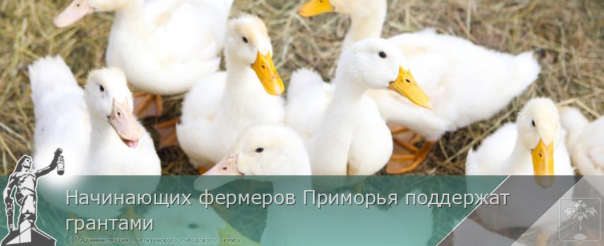 Начинающих фермеров Приморья поддержат грантами | Администрация муниципального округа город Партизанск Приморского края Официальный сайт Начинающих фермеров Приморья поддержат грантами | Администрация муниципального округа город Партизанск Приморского края Официальный сайт