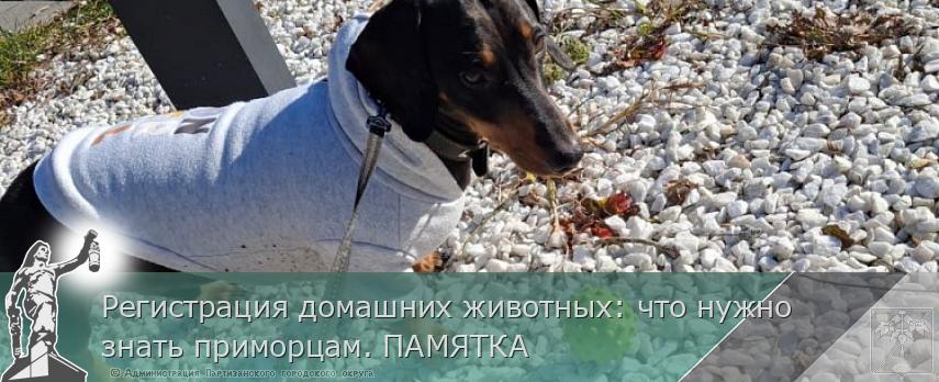 Регистрация домашних животных: что нужно знать приморцам. ПАМЯТКА | Администрация муниципального округа город Партизанск Приморского края Официальный сайт Регистрация домашних животных: что нужно знать приморцам. ПАМЯТКА | Администрация муниципального округа город Партизанск Приморского края Официальный сайт