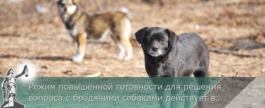 Режим повышенной готовности для решения вопроса с бродячими собаками действует в Приморье. РАЗЪЯСНЕНИЯ, сообщает www.primorsky.ru | Администрация муниципального округа город Партизанск Приморского края Официальный сайт Режим повышенной готовности для решения вопроса с бродячими собаками действует в Приморье. РАЗЪЯСНЕНИЯ, сообщает www.primorsky.ru | Администрация муниципального округа город Партизанск Приморского края Официальный сайт